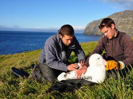 Buen viento para los albatros