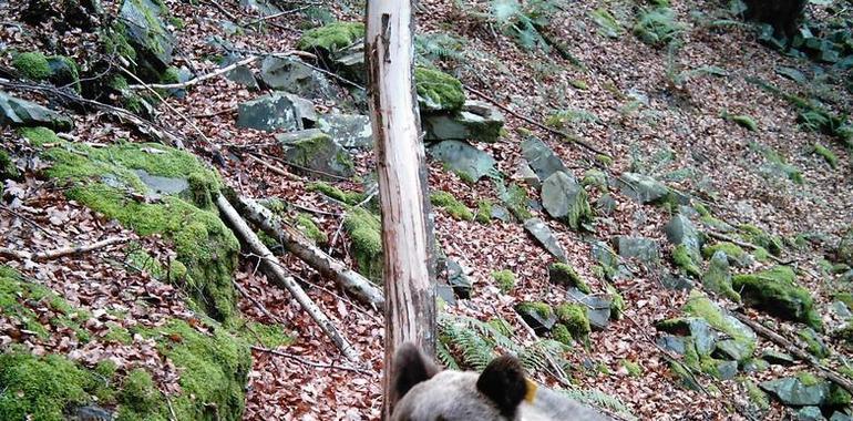 La osa hallada herida en el Suroccidente, totalmente reestablecida en su hábitat natural