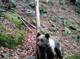 La osa hallada herida en el Suroccidente, totalmente reestablecida en su hábitat natural