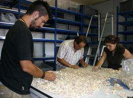 Estudian la producción de tinte púrpura en la Antigüedad Clásica