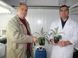 Logran técnicas de cultivo in vitro para la obtención de nuevas variedades de alcachofa