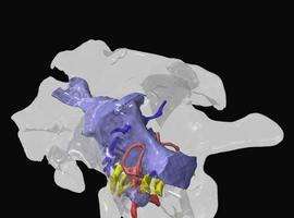 El oído interno del dinosaurio spinophorosaurus sugiere que tenía buena coordinación ojo-cabeza