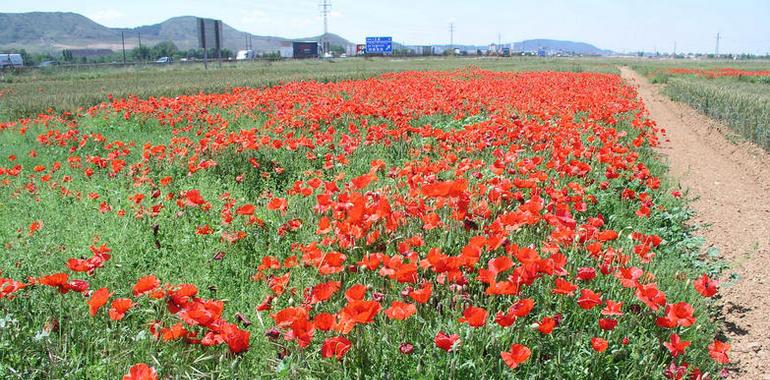 Las plantas que se regulan por factores endógenos son más resistentes al cambio climático 