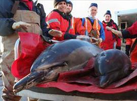 Varamiento de delfines en la costa Atlántica de Norte America