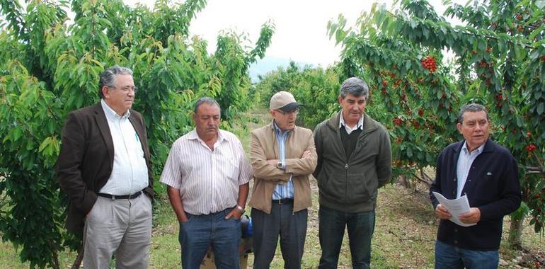 Iniciativa para salvaguardar la producción de cereza europea 