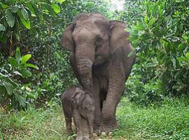 El elefante de Sumatra, a un paso de la extinción
