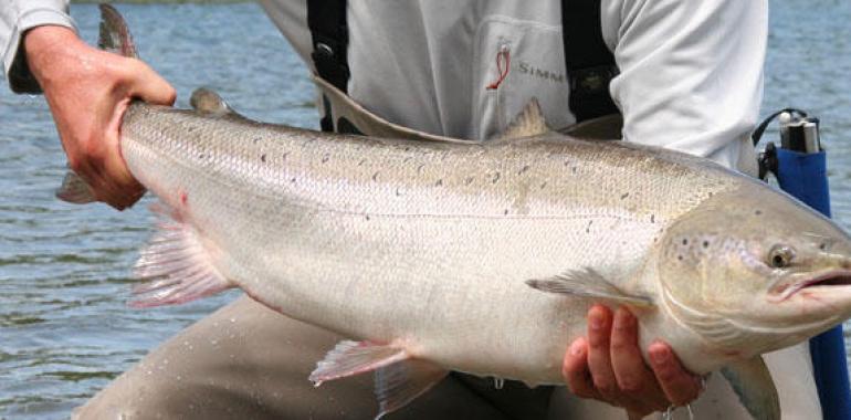 Pescadores: Ofertas de viaje en busca del Salmón Atlántico, con Pescatravel