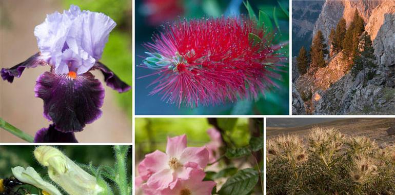 Primer Día Internacional de la Fascinación por las Plantas