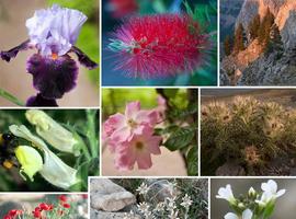 Primer Día Internacional de la Fascinación por las Plantas