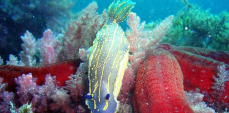 Fascinante fotografía submarina en “El Mar de Alboran”