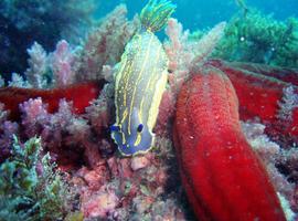Fascinante fotografía submarina en “El Mar de Alboran”