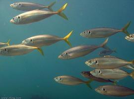 Aparece en Mallorca una especie subtropical parecida al pez limón