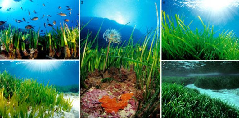 La Posidonia oceanica es la especie más longeva de la biosfera 