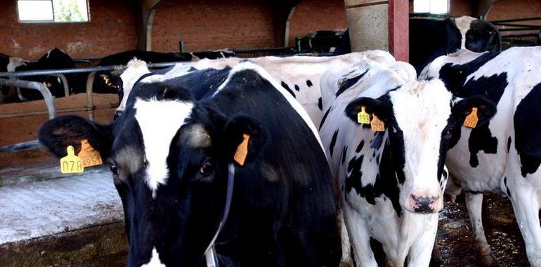 Las CC.AA. ponen en marcha un programa preventivo frente a la enfermedad de Schmallenberg 