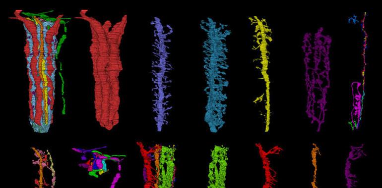 La asociación entre genes se remonta a hace 600 millones de años