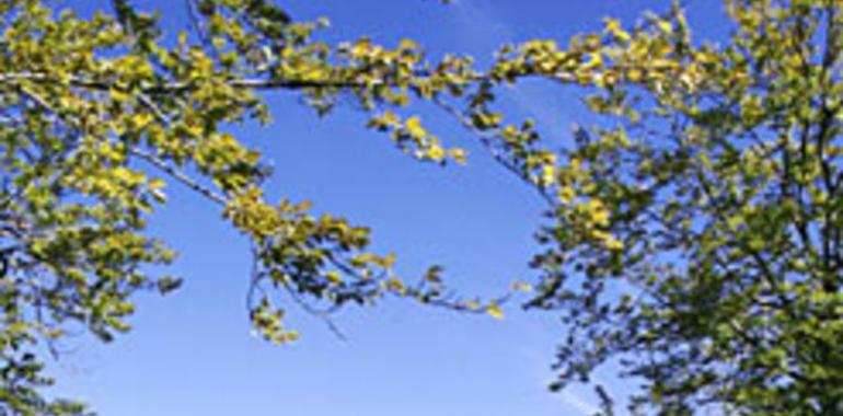 Los aprovechamientos forestales de Navarra se recuperaron un 19% en 2011 