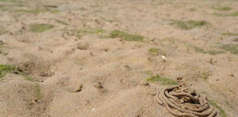 El lunes entra en vigor la nueva normativa de extracción de gusanos para cebo en la Ría 