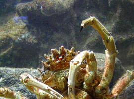 Llanes ofrece los mejores mariscos