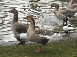 Las lagunas palentinas registran por primera vez tantos gansos como el parque de Doñana en invierno