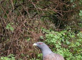 Impulsan una estructura vegetal más adecuada para conservar el urogallo cantábrico