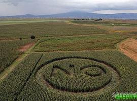 Un informe de la industria de los transgénicos confirma el fracaso de estos cultivos