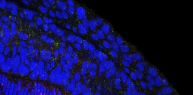 Elaboran un mapa de los genes que regulan la formación de tejidos y órganos 