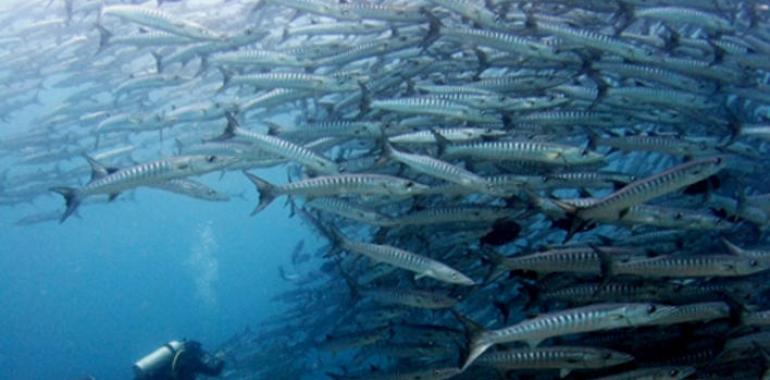 Top destinos buceo del mundo: Isla de Sidapan, Malasia