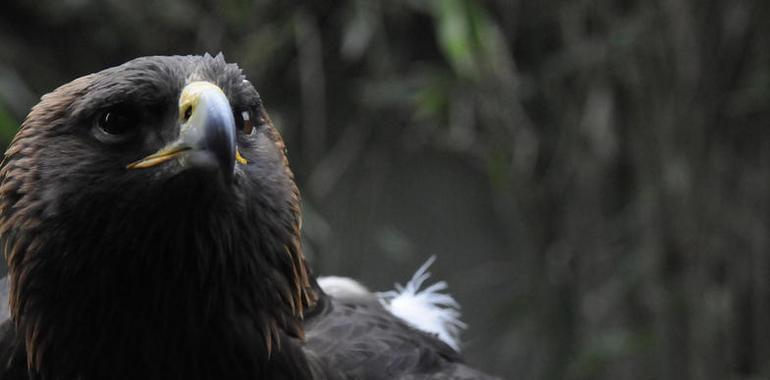 El Águila Real mantiene su vuelo en México