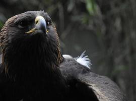 El Águila Real mantiene su vuelo en México