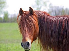 Verdades y mentiras sobre el champú para caballo