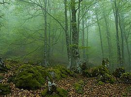 El nuevo reglamento europeo centra el debate en la primera jornada del sector forestal español 