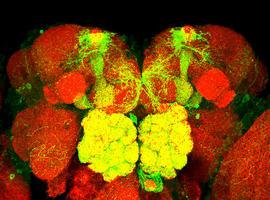 La Exploración del Cerebro: Retos Científicos y Éticos, en Cajastur