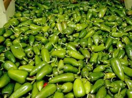 Una nueva especie de chile jalapeño denominada “Kohunlich” se empezará a producir en junio
