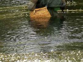 19 salmones más para la cesta asturiana