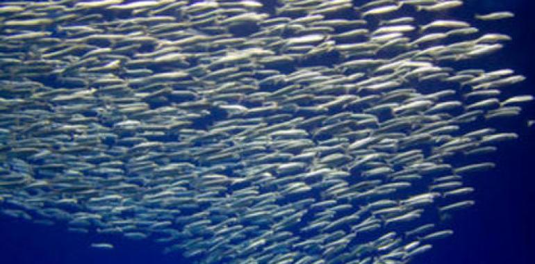 Las sardinas del Pacífico Norte se dirigen al colapso 