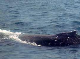 Liberan una ballena atrapada entre redes de pesca en Veracruz