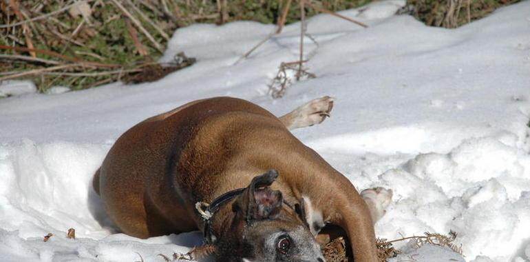 Fin de semana de perros en Tineo