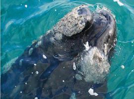 Avistamiento de cetaceos en Timor-Leste