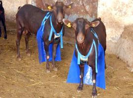 Proyecto europeo para la producción de leche de cabra libre de hormonas 