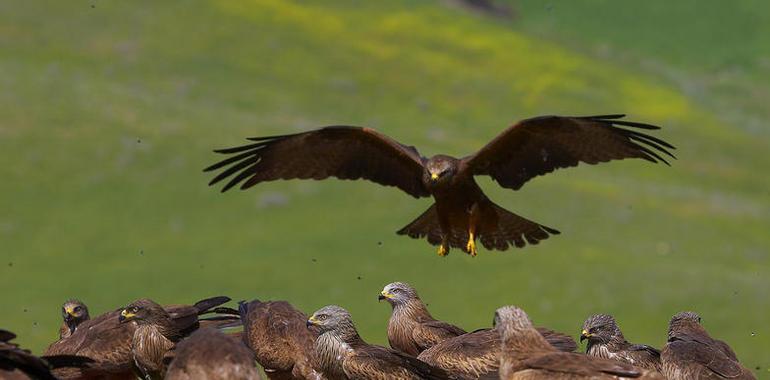 La transformación del paisaje europeo altera la distribución de las aves carroñeras migradoras 