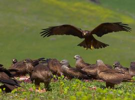 La transformación del paisaje europeo altera la distribución de las aves carroñeras migradoras 