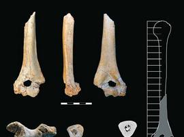 Nuevos datos apuntan a que el ‘Homo antecessor’ tuvo una relación directa con los neandertales