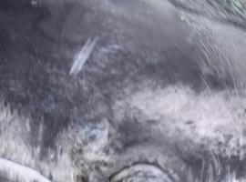 Avistamiento histórico de ballenas con 3.533 nuevas crías en Golfo de California