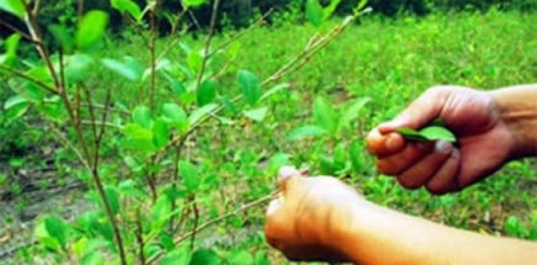Bolivia exhorta a la ONU a considerar enmienda respecto al masticado de coca