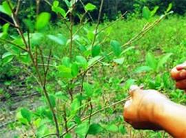 Bolivia exhorta a la ONU a considerar enmienda respecto al masticado de coca