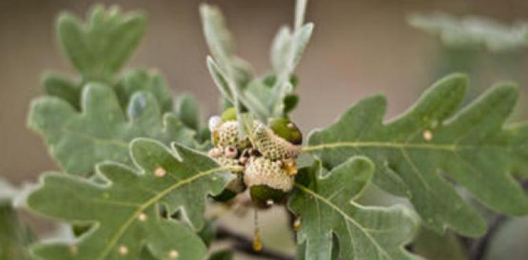 Cambia el paradigma del reloj circadiano en las plantas