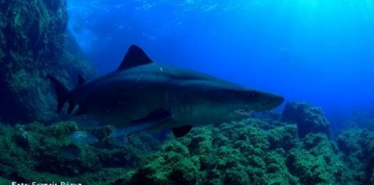 Los investigadores esperan la llegada del tiburón solrayo a las costas de El Hierro 