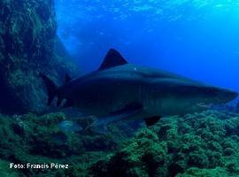 Los investigadores esperan la llegada del tiburón solrayo a las costas de El Hierro 