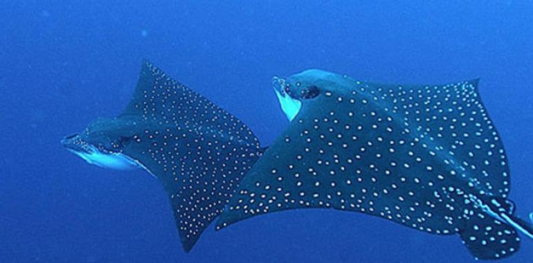 El Archipielago de las Palau, paraíso del buceo 