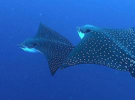 El Archipielago de las Palau, paraíso del buceo 